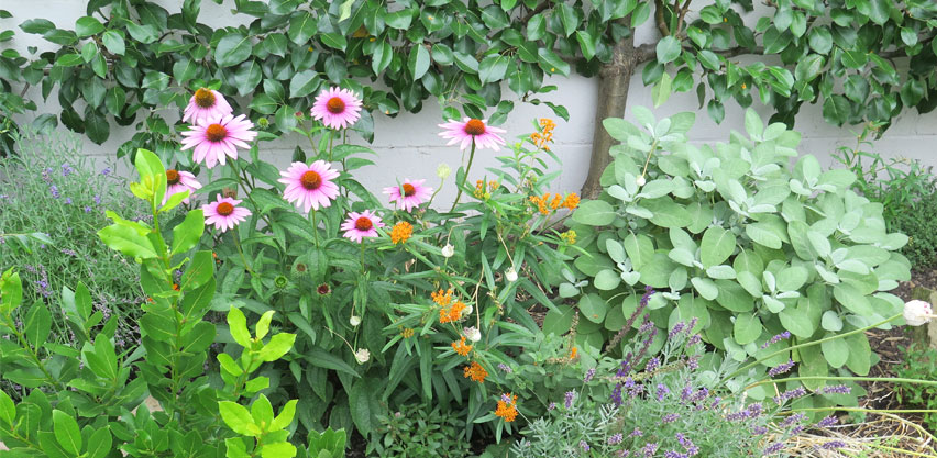 Beneficial Insect Habitat Perennial Flower & Herb Garden