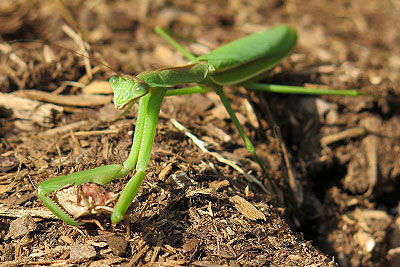 Organic Control Beneficial Insect -Preying Mantis Eats a Stink Bug