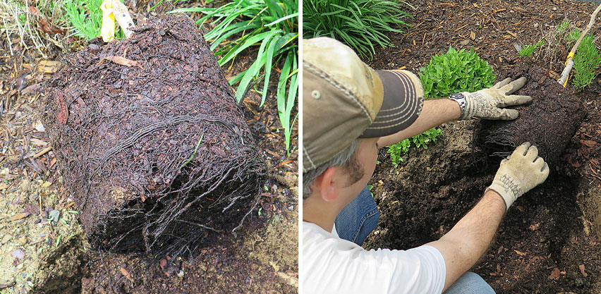 Black Circling Roots of Potted Asian Persimmon - Untangling Root Ball Before Planting