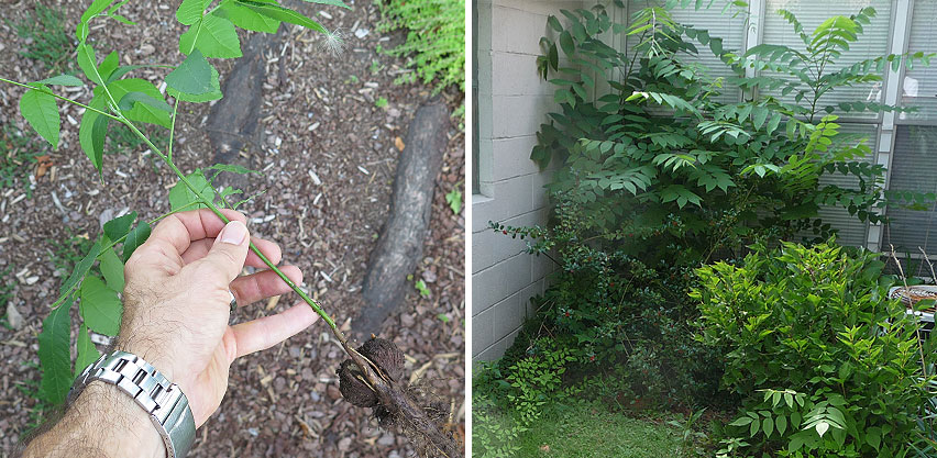 Native Black Walnut Seedling - Walnut Tree Growing Against House Foundation