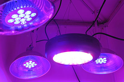 Blue Par38 LEDs and Apollo UFO Full Spectrum Grow Light