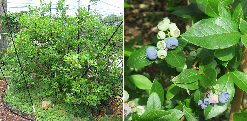 Blueberry Plants Grown in Acidic Soil Low in Calcium Salts