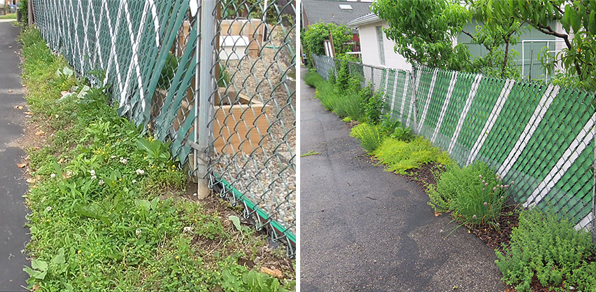 Cardboard Suppression of Weeds Replaced by Herbs Flowers & Groundcover Plants