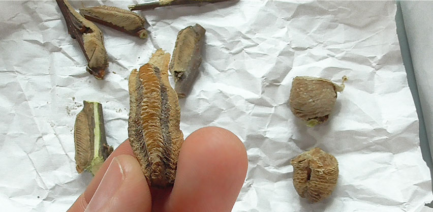 Carolina Mantis Oothecae on Left Next to Chinese Mantis Egg Cases on Right