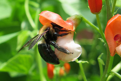 Carpenter Bee: Beneficial Pollinator