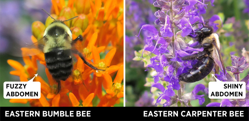 Carpenter Bees vs Bumble Bees Identification Guide.jpg