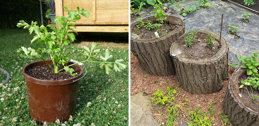 Celery Plant Grown in Bucket Container + Herbs Growing in Hollowed Log Planters