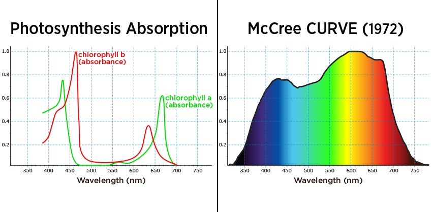 Charts Photosynthesis Absorption Chlorophyll A & Chlorophyll B vs McCree Curve 1972 Relative Photosynthesis Spectrum