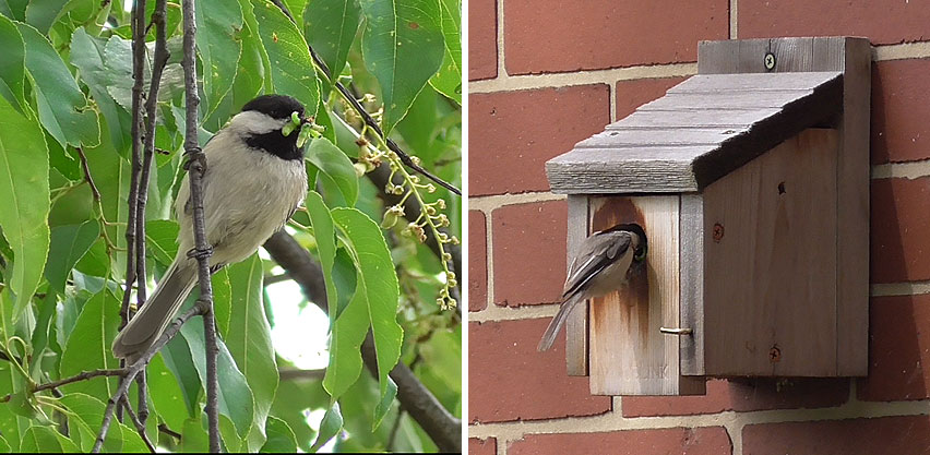 Chickadee Bird with Worms in Mouth Enters Birdhouse
