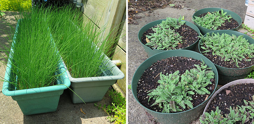 Chive Seedlings Started in Window Boxes + Ground Cover Propagation in Round Bulb Pans