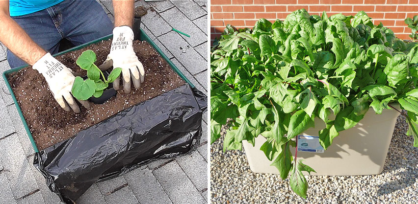 City Pickers Self-watering Planter vs 30 Gallon SIP Tote with Spinach