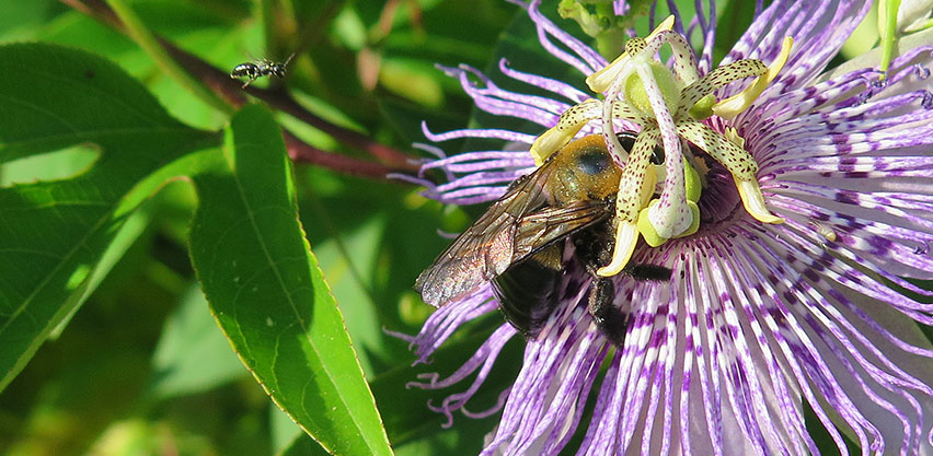 Close Up of Carpenter Bee Pollinating Purple Passionfruit Flower