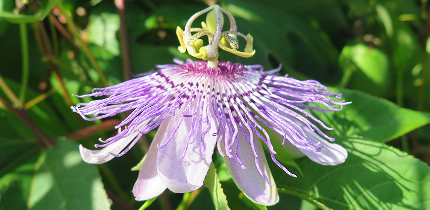 Close up photo of maypop passiflora passion flower