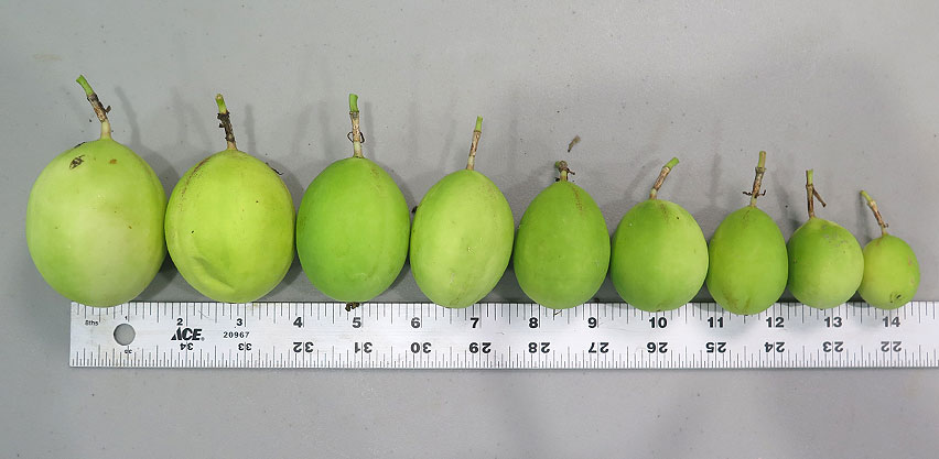 Comparison of maypop passion fruits from large to small next to yard stick