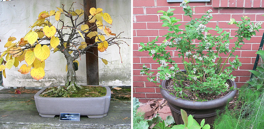 Deciduous Bonsai Tree in Pot + Blueberry Bush in Large Container