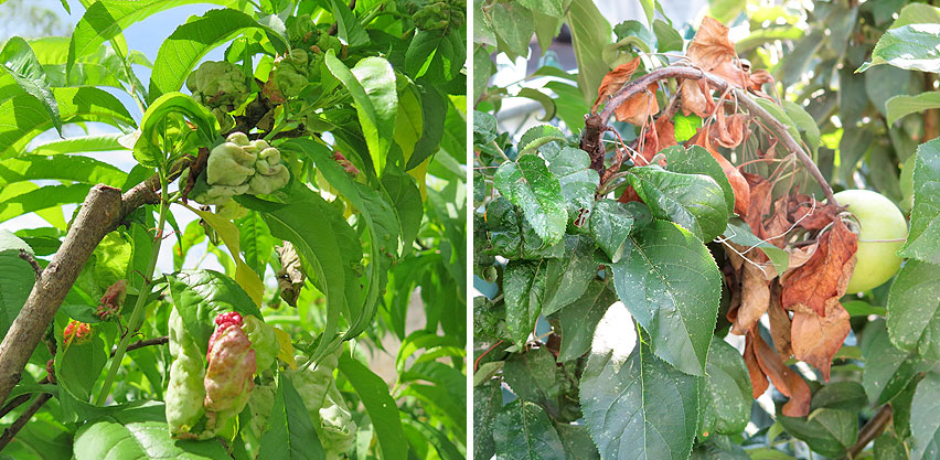 Fruit Tree Diseases Peach Leaf Curl vs Apple Fire Blight