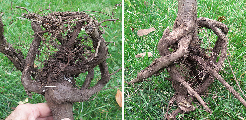 Distorted Woody Root Growth Misshapen Root Structure from Container Constriction