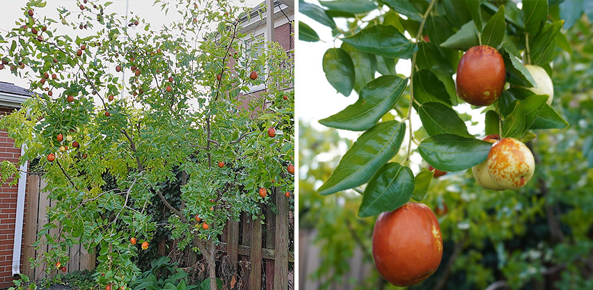 Drought Tolerant Jujube Fruit Tree with Fruit