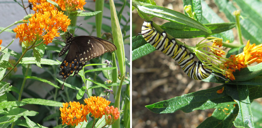 Eastern Black Swallowtail Butterfly and Monarch Butterfly Caterpillar Feed on Butterfly Weed