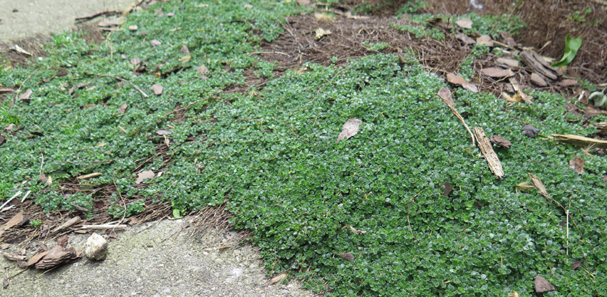 Elfin Thyme Ground Cover Perennial