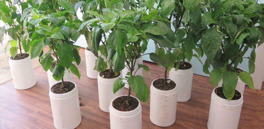 Extra Large Pepper Seedlings Grown in Self-watering Pots