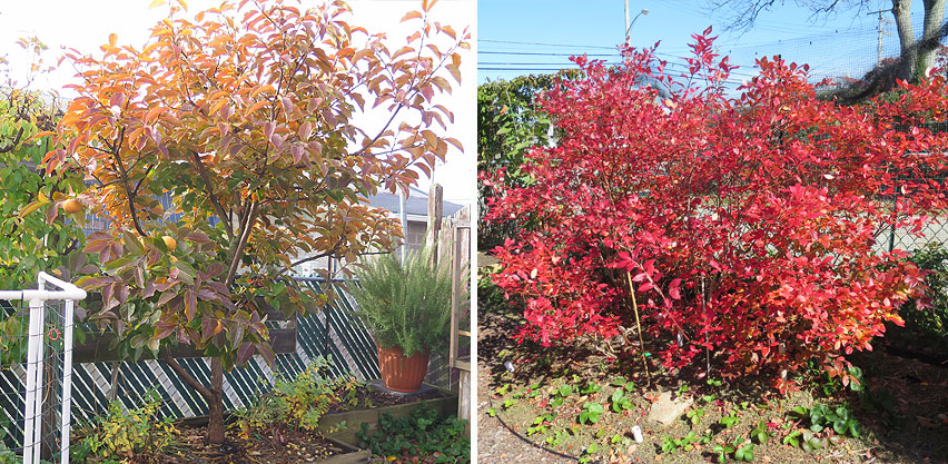 Fall Colored Leaves of Asian Persimmon Tree & Blueberry Bushes