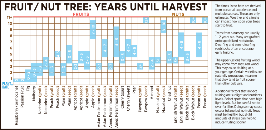Fruit & Nut Tree Maturity Time Until Fruiting Production Chart