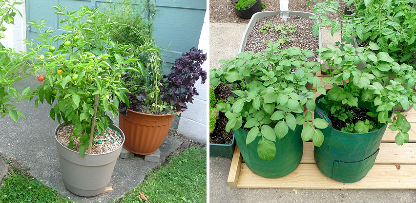 Garden Herbs & Pepper Plants Grown in Large Plastic Pots + Potato Plants Grown in Canvas Grow Bags