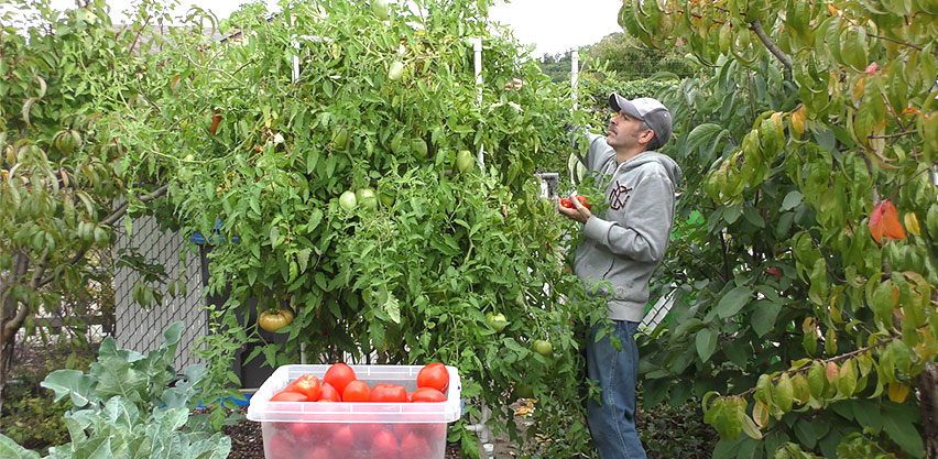 Gardener Harvesting Large Crop of Tomatoes from Large Plants