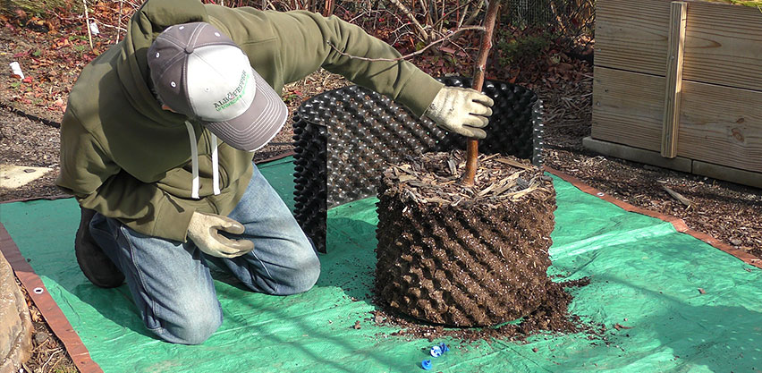 Gardener Removes Fruit Tree from Air-pot Air Pruned Plant Root Ball