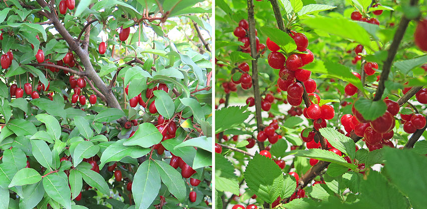 Goumi Berries & Nanking Cherries Are Fruit Bushes That Serve as Food Sources for Native Birds