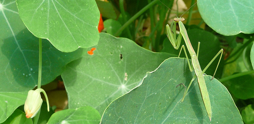 Green Praying Mantis on Nasturtium Leaves