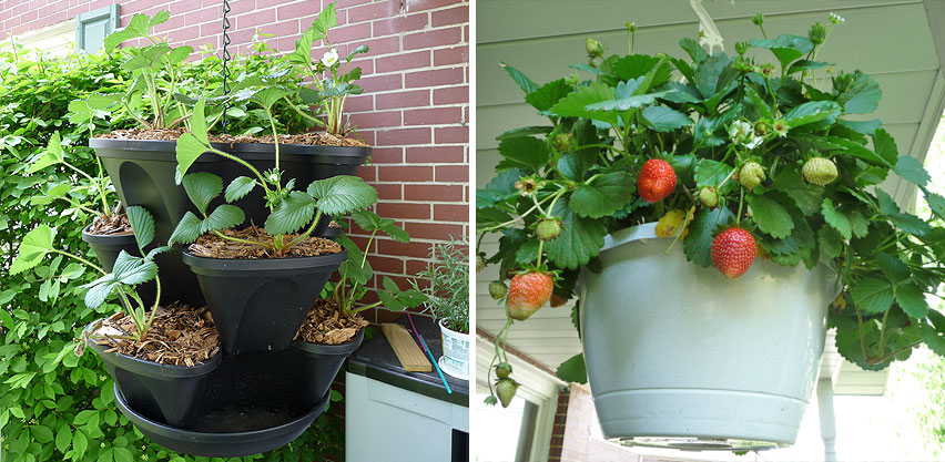 Hanging Potted Planters Growing Strawberry Plants