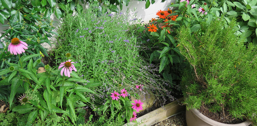 Herb Flower Garden: Echinacea, Lavender, Sage, Rosemary & Thyme