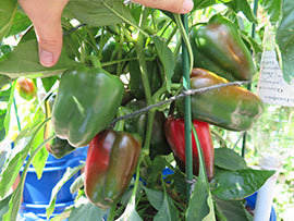 Huge Crop of Sweet Peppers Grown in Self-Watering 5 Gallon Buckets