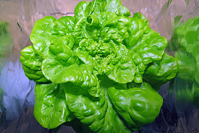 Hydroponic Grown Lettuce for Indoor Gardening
