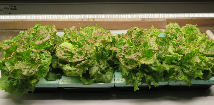 Hydroponic Lettuce Grown with Synthetic Nutrient Solution