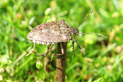 Pest Management -Impaled Stink Bug