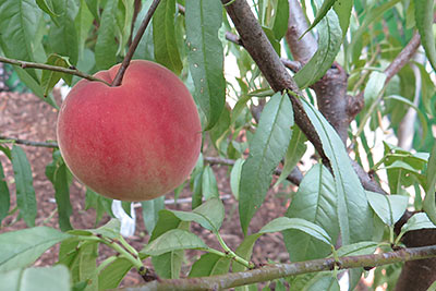 Juicy Organic Peach Grown in Backyard Orchard