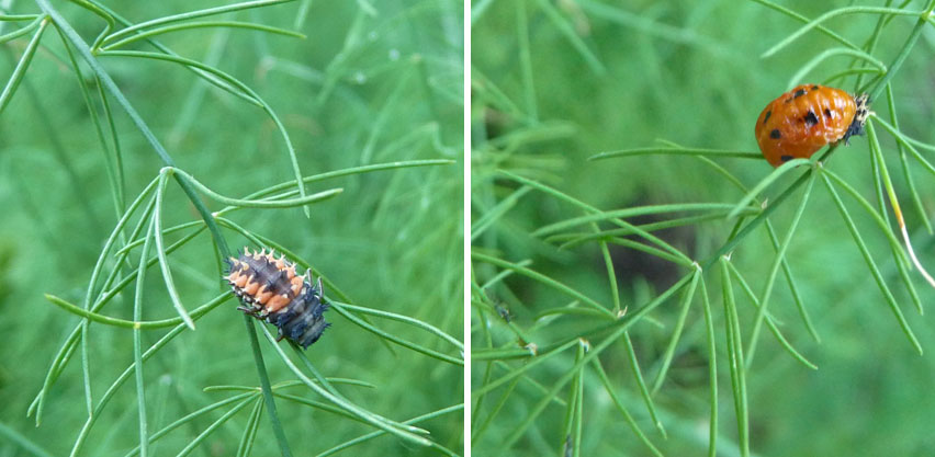 Ladybug Larvae and Pupa Using Non-native Asparagus as Habitat