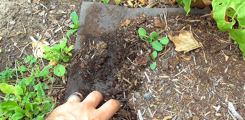 Landscape Fabric with Wood Mulch Has Weed Seedlings Growing on Top