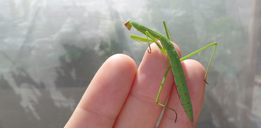 Large Chinese Mantis Resting on Gardener's Fingers