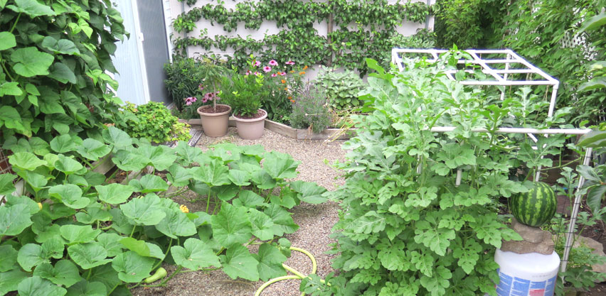 Large Healthy Garden Plants Can Withstand Pressure from Insect Pests & Pathogens