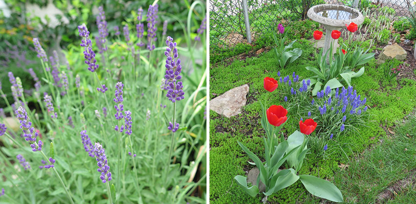 Lavender & Tulip Flowers Grow Easily in This Non-native Garden