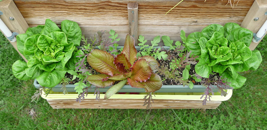 Lettuce & Mustard Plants Growing in Window Box Garden Container