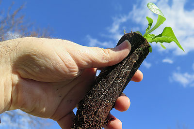 Lettuce Seedling Grown in Conetainer