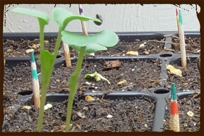 SEEDS - Lettuce Seedling Killed by Damping Off