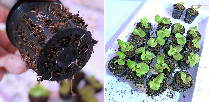 Lettuce Seedlings Started in Net Cups with Coir Growing Substrate