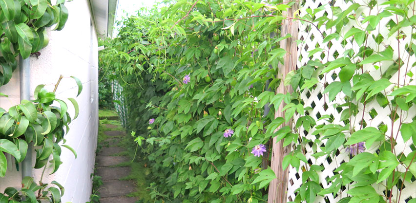 Long corridor of Passiflora incarnata maypop vine grows up tall fence trellis next to garage