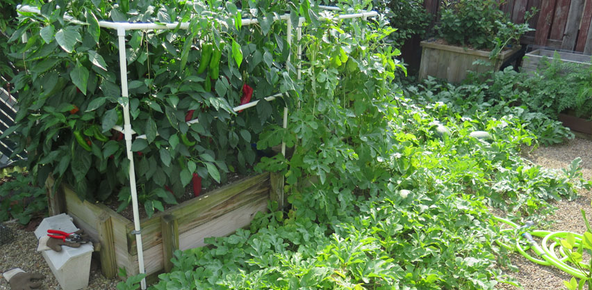 Massive Pepper & Watermelon Plants Despite Being Irrigated with Chlorinated Tap Water